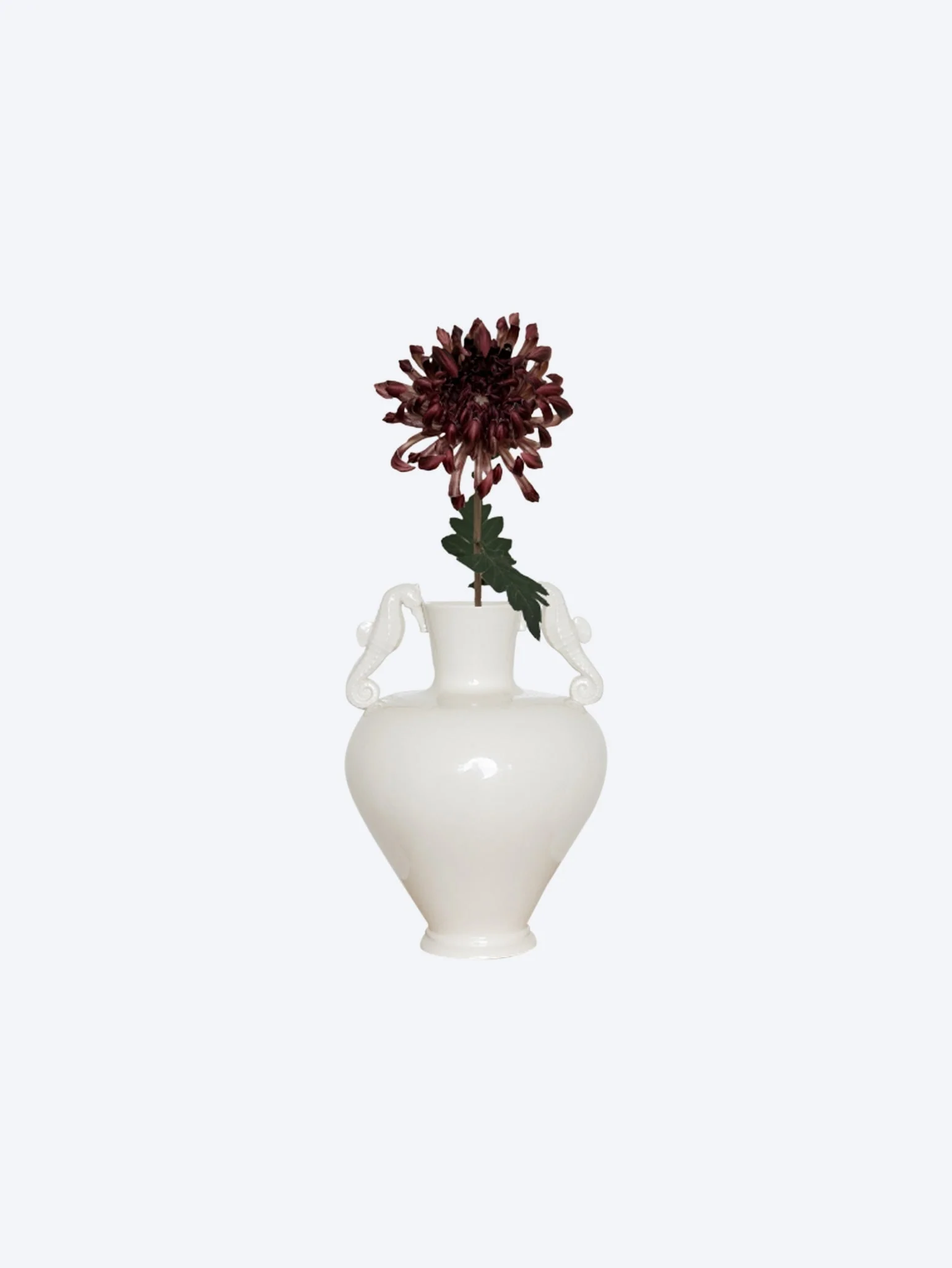 Chrysanthemum flower coffee 77cm